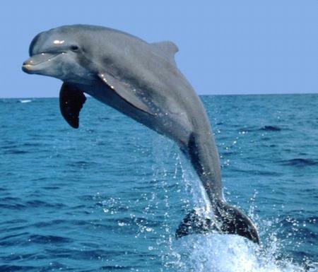 Guesthouse On Dolphin Safety Bay ภายนอก รูปภาพ
